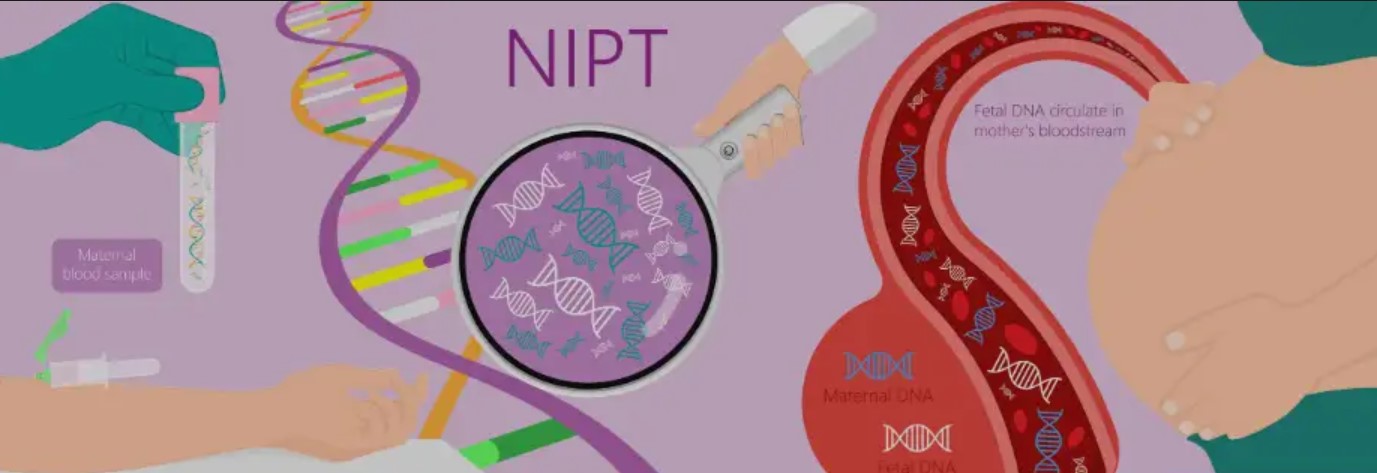 Anne Kanında Fetal DNA Testi (NIPT)